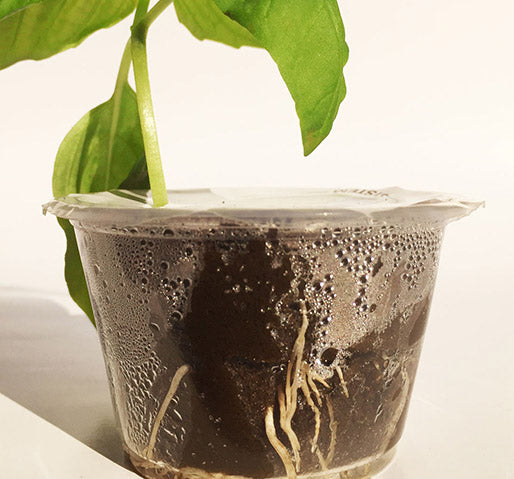 D&D Propagation Individual Cup